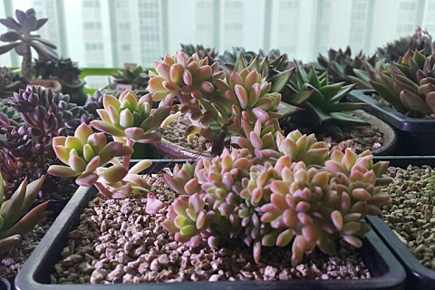 샤론다육 이미지