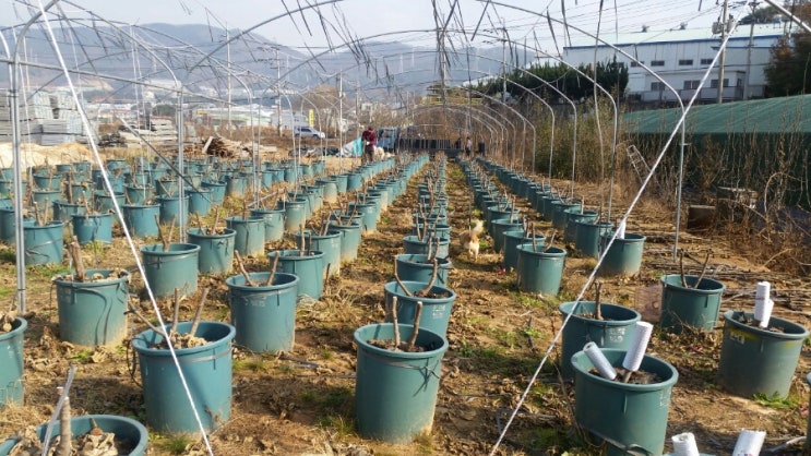  겨울나기