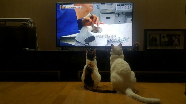 고양이일상: 동물농장 티비보는 고양이 별이, 달이 : 네이버 블로그 고양이일상: 동물농장 티비보는 고양이 별이, 달이 : 네이버 블로그