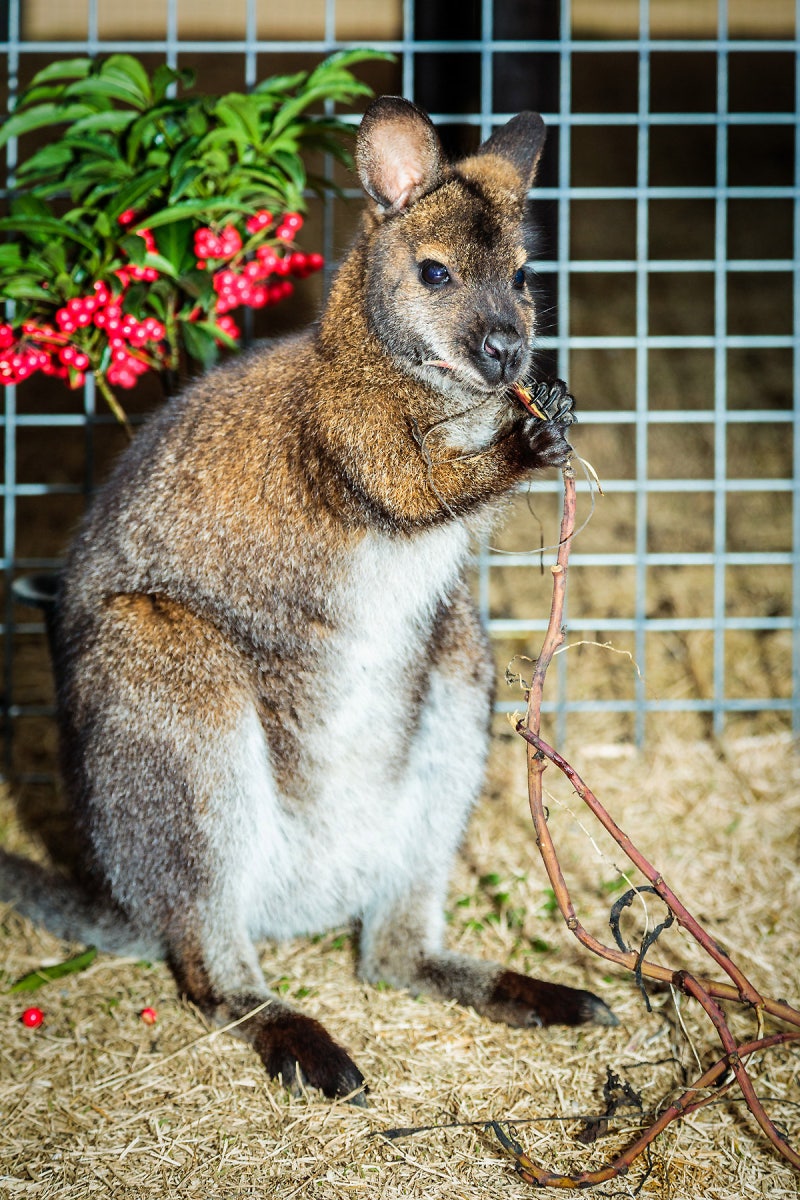 이색동물 왈라비와 함께! — Steemit, image size:800x1200