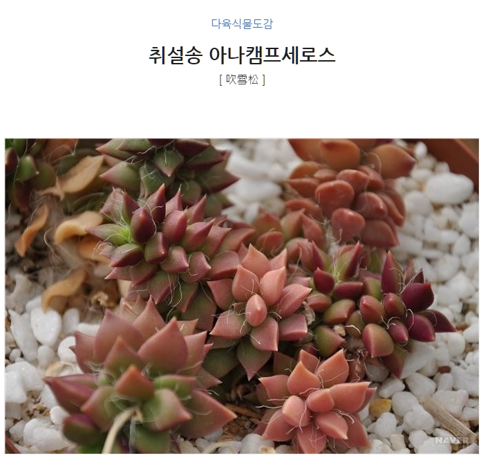  다육식물 다육이 취설송