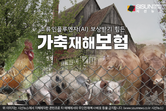 ‘역대 최고 피해’ 조류인플루엔자(AI), 가축재해보험으로 보상받기 힘들다 ‘역대 최고 피해’ 조류인플루엔자(AI), 가축재해보험으로 보상받기 힘들다