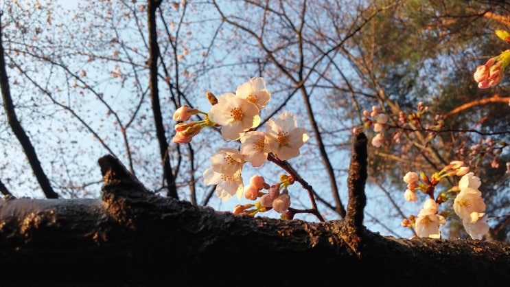 작쾌정 계곡 울산 울주 언양 작천정 벚꽃 벚나무꽃 축제 작쾌정 계곡 울산 울주 언양 작천정 벚꽃 벚나무꽃 축제
