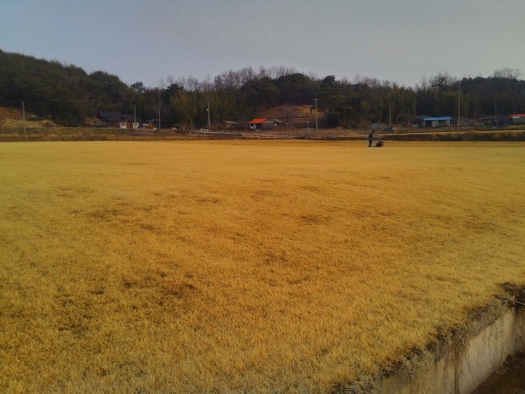  진주 초원잔디