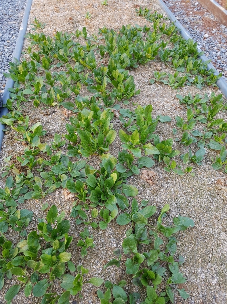 텃밭 학교 텃밭 학교