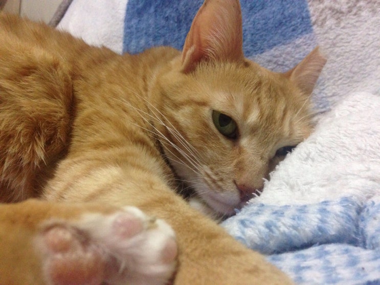 고양이 용품 쇼핑 : 간식, 러브글러브, 장난감, 발톱깎기 고양이 용품 쇼핑 : 간식, 러브글러브, 장난감, 발톱깎기