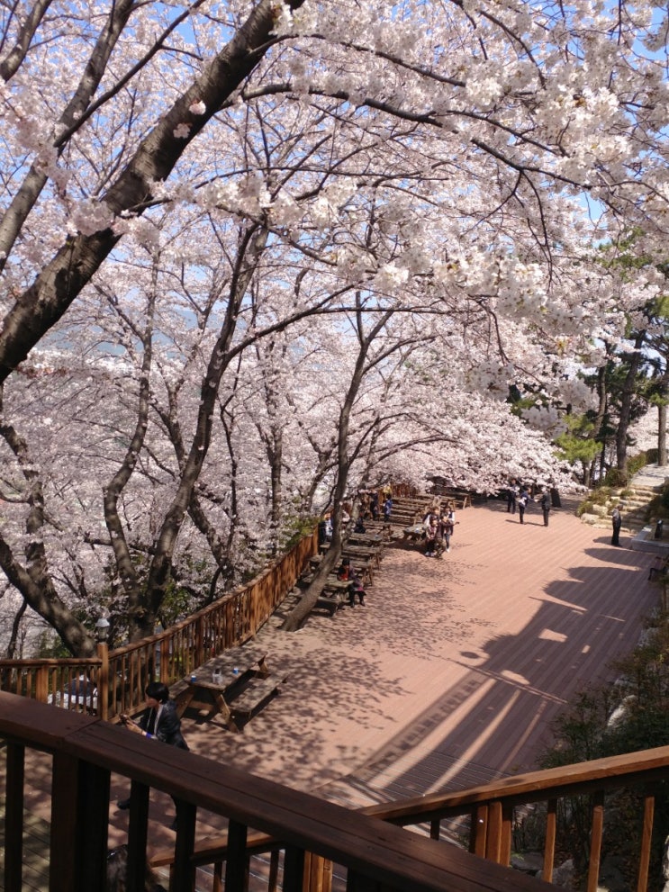  부산 벚꽃명소
