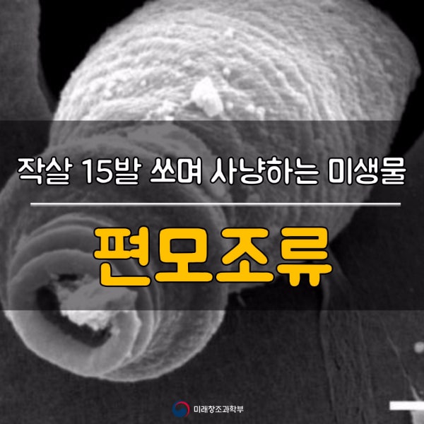 작살 15발 쏘며 사냥하는 바다 미생물 : 네이버 블로그