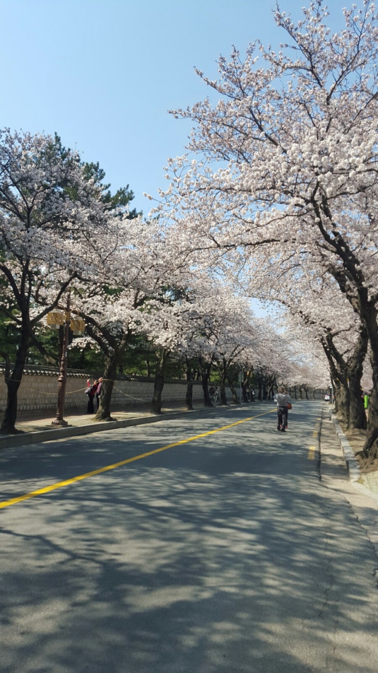  경주실시간벛꽃상황 경주현대호텔