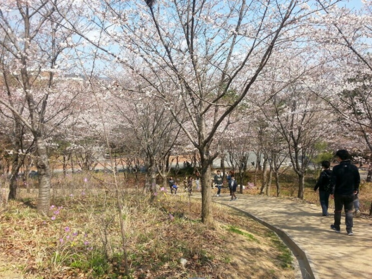 대구 벚꽃 가볼 만한 곳.피크닉. 성서 계명대학교