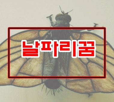 날파리꿈 해몽