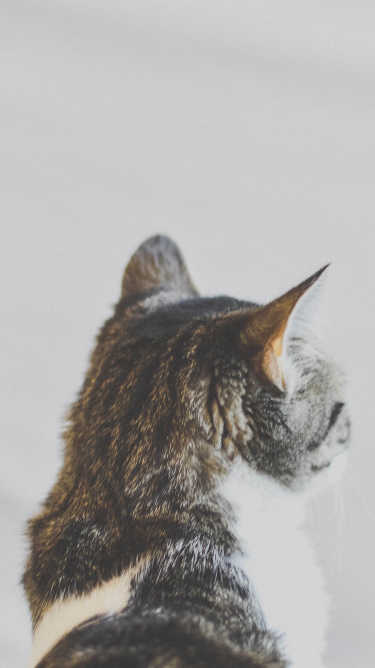고양이 아이폰 고화질 배경화면(냥덕들을 위한....♡) : 네이버 블로그