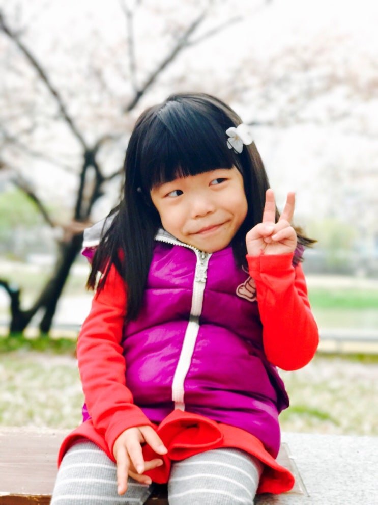  대구 도청교 벚꽃구경 #꽃보라동산 - 벚꽃보러 가요~