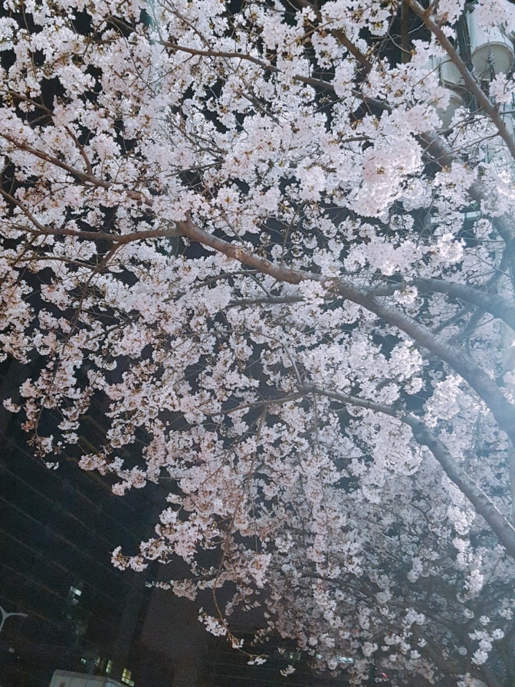  야간벚꽃 구경아닌 구경^^*