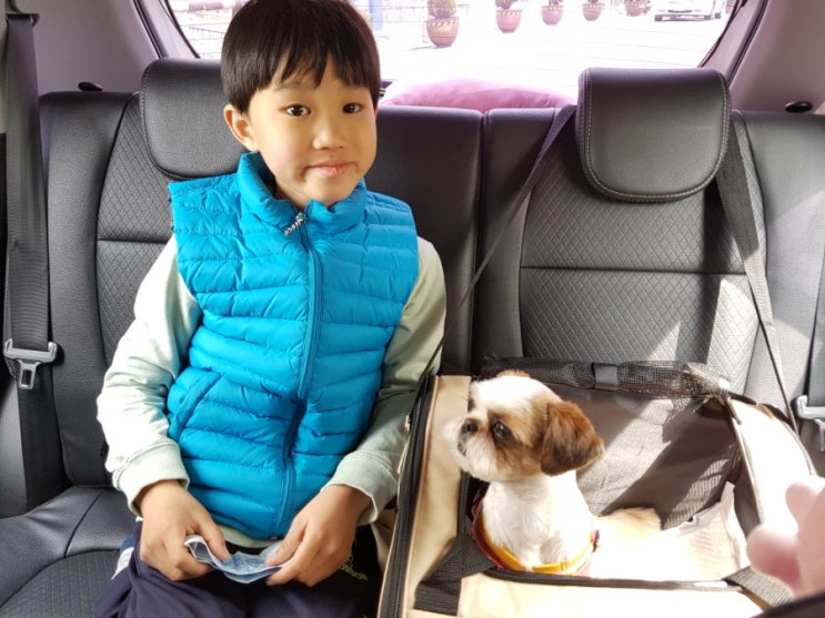  애견 카시트 샀어요~~ 맘에 쏙 들어요!