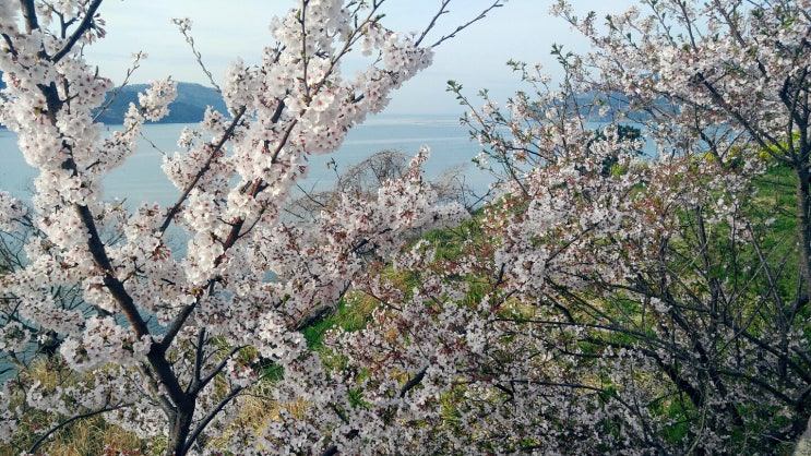 국내여행 : 통영 사량도의 봄^^ 국내여행 : 통영 사량도의 봄^^