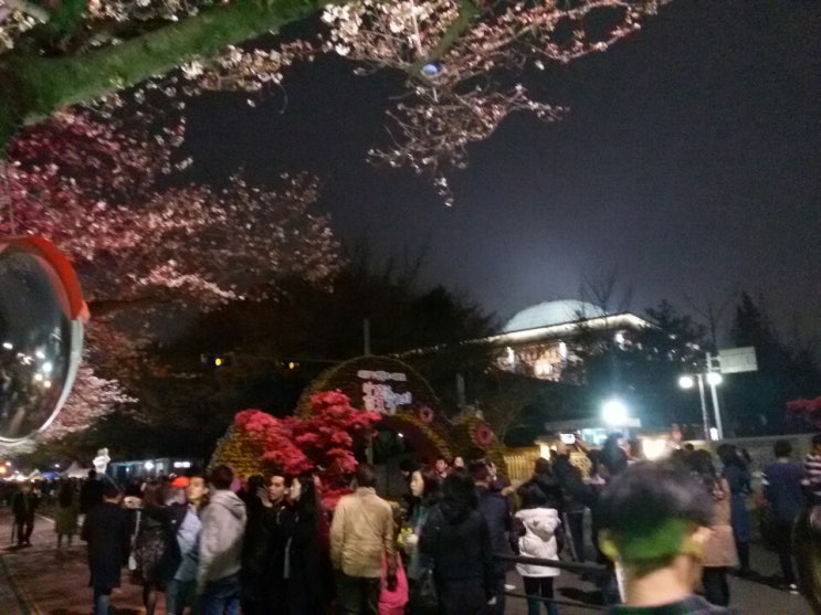  여의도 벚꽃축제