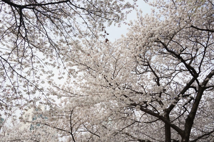 주말 벚꽃 구경 #1, 중랑천 벚꽃축제, 가까워서 더 좋은 동네 벚꽃길 :)