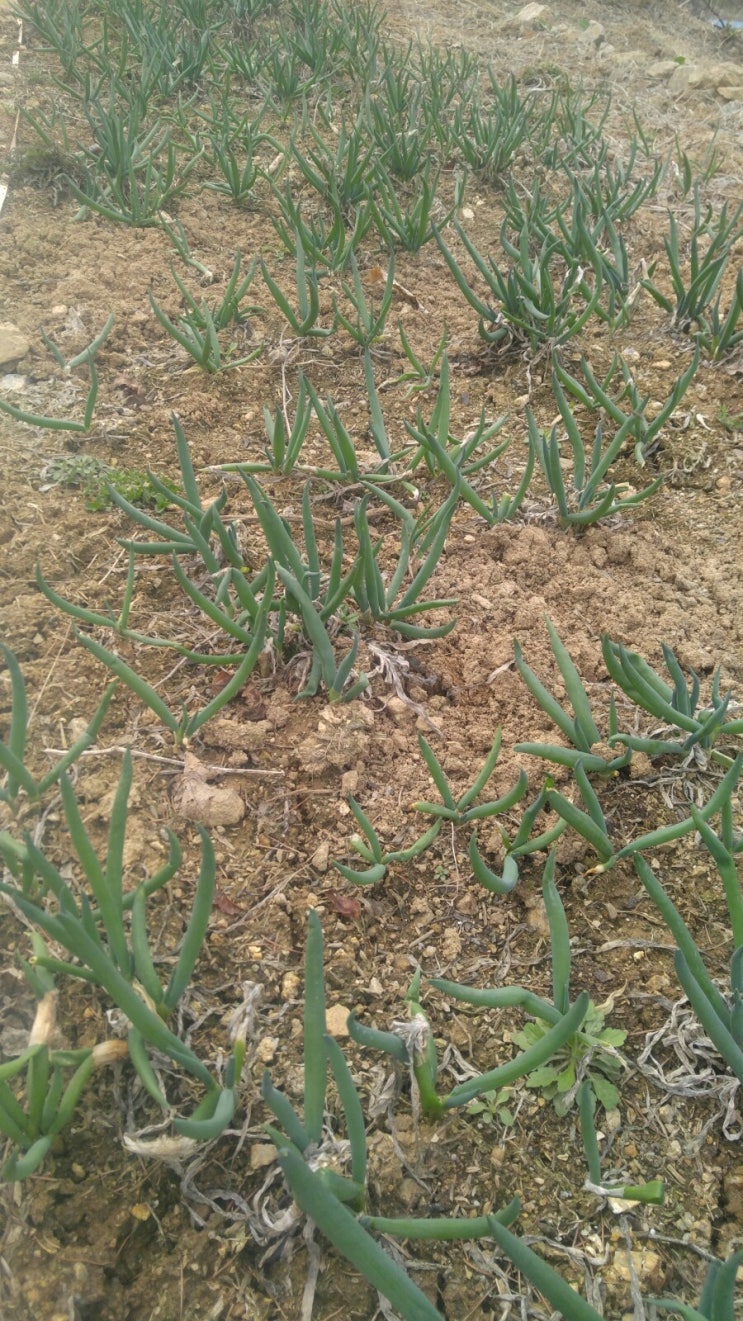 봄을 맞아 삼동파가 왕성하게 올라옵니다.