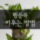 행운목 살리기,행운목 수경재배,행운목 잎 자르기,행운목 가지치기,행운목 불행,행운목 번식,행운목 자르기,행운목 키우기,행운목 꽃,행운목 영어로,