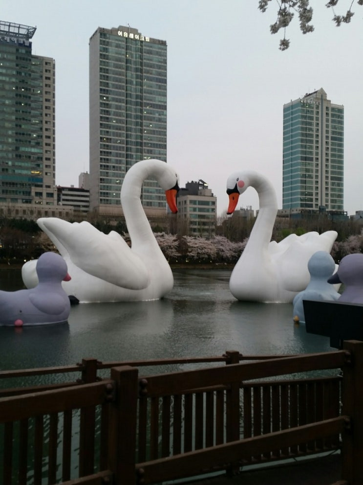  스윗스완 벚꽃놀이 다녀오며~