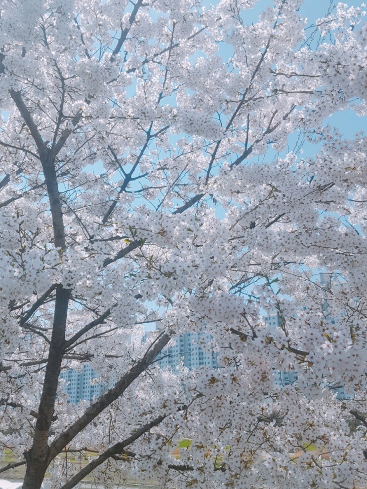  점심시간 벚꽃놀이 봄날이예여!!
