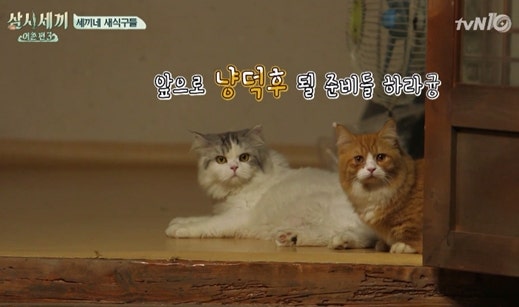 배우 윤균상 고양이