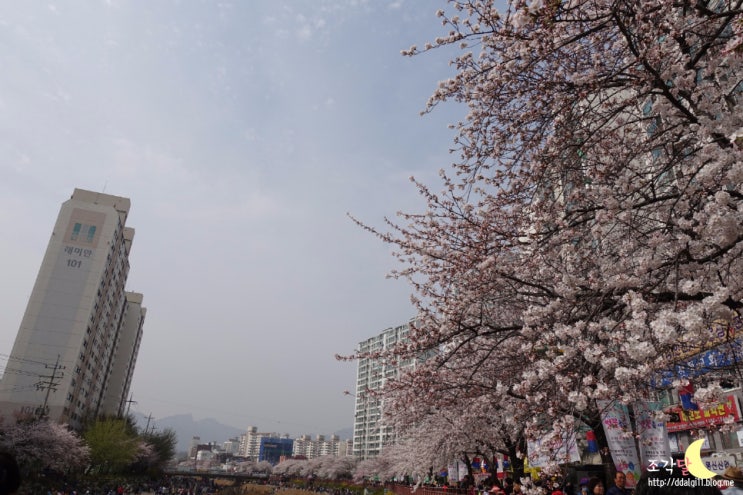 [강북구] 4월 8일 우이천 벚꽃 축제