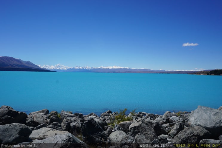 뉴질랜드 남섬 여행 코스 꼭 필수인 "테카포 호수 / 푸카키 호수"