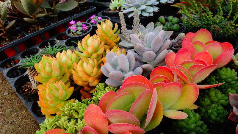 꽃집에선 알려주지않는 다육식물 키우는법 - 1.물 주기 : 네이버 블로그
