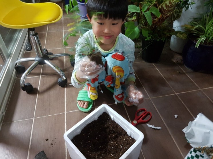  스트로폼에 방울토마토 모종심기