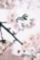 벚꽃