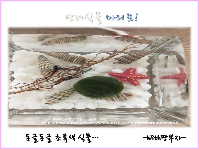  반려식물 마리모~!