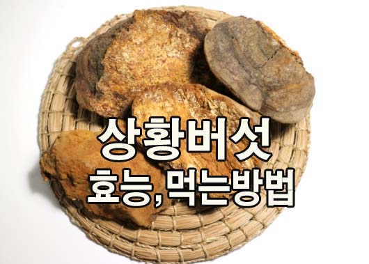 동의한약나라 :: 면역력에 좋은 5
