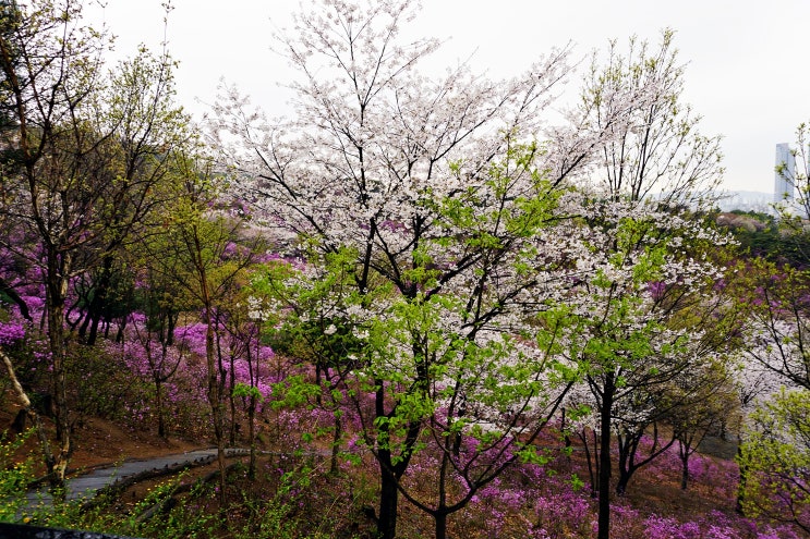  경기 부천 춘의동(원미동) 원미산