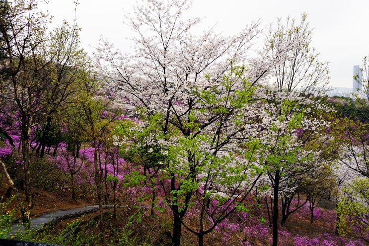 경기 부천 춘의동(원미동) 원미산