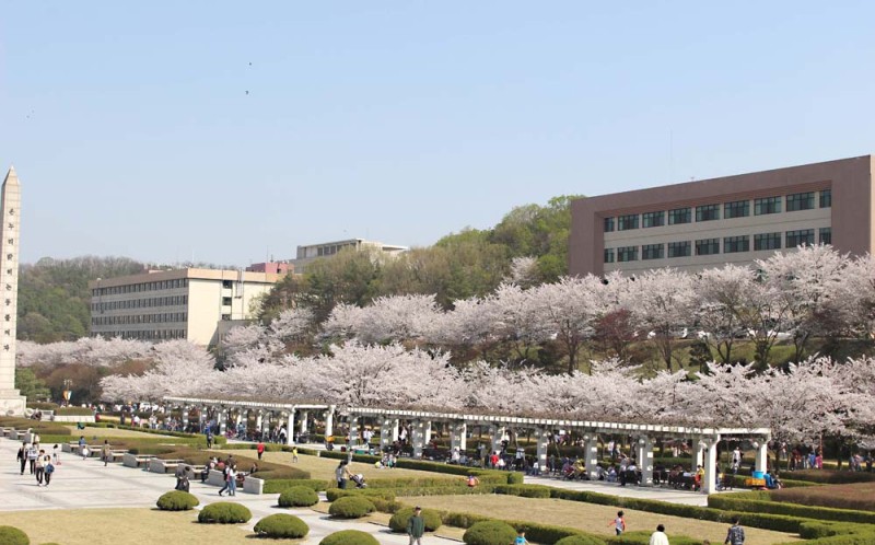 수원 경희대 국제캠퍼스 벚꽃 축제 : 네이버 블로그