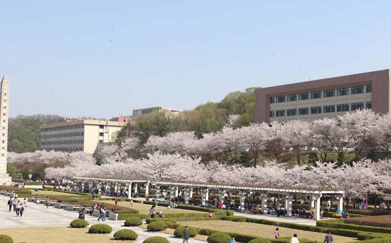 수원 경희대 국제캠퍼스 벚꽃 축제 : 네이버 블로그 수원 경희대 국제캠퍼스 벚꽃 축제 : 네이버 블로그