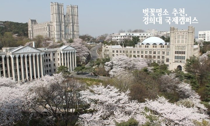 경기도 벚꽃명소 추천] : 경희대 국제캠퍼스 : 네이버 블로그