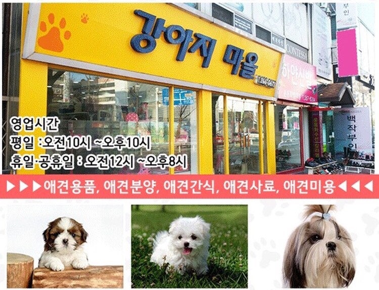 창원강아지분양 알찼던 시간