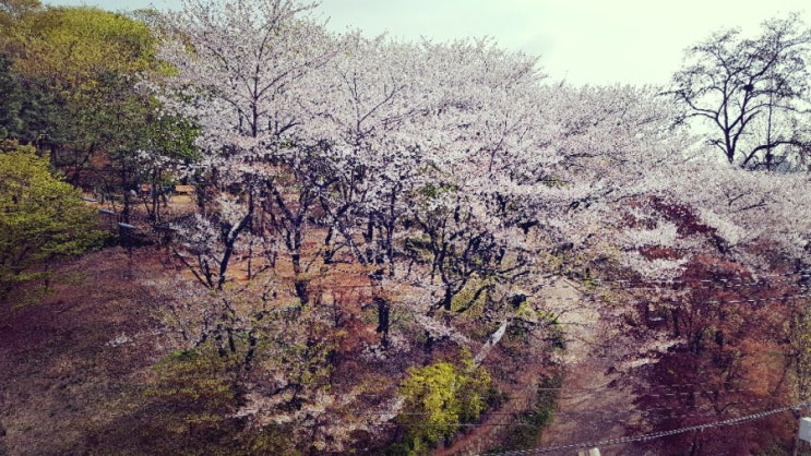  벚꽃안녕?안녕!ㅠ점점 떨어지네여ㅠ