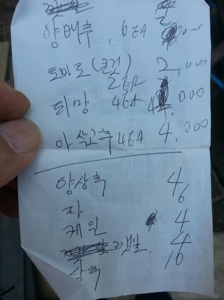  피망,비타민고추,큰토마토,양배추 모종구매/심기 (4/15)