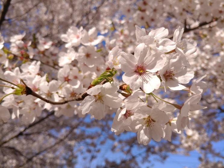 [4월 봄꽃축제] 천안, 아산지역 벚꽃축제로 괜찮은 여행지는?