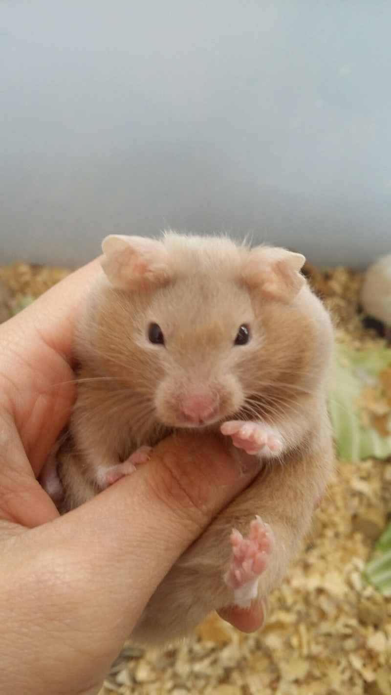 필독/햄스터종류] 직접찍은 사진으로 알아보는 골든햄스터종류!! : 네이버 블로그, image size:800x1422