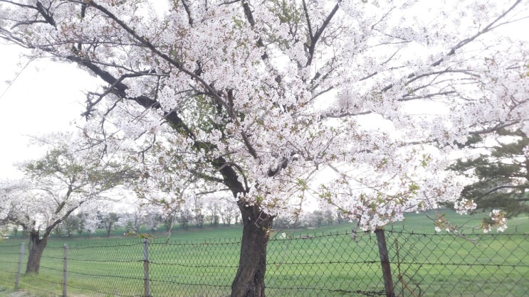  서산 개심사 벚꽃  만개 일정 -서산여행, 서산관광, 간월도 유채꽃 태안 튤립축제 여행코스