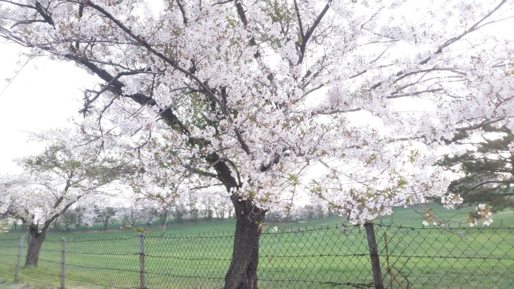 서산 개심사 벚꽃  만개 일정 -서산여행, 서산관광, 간월도 유채꽃 태안 튤립축제 여행코스