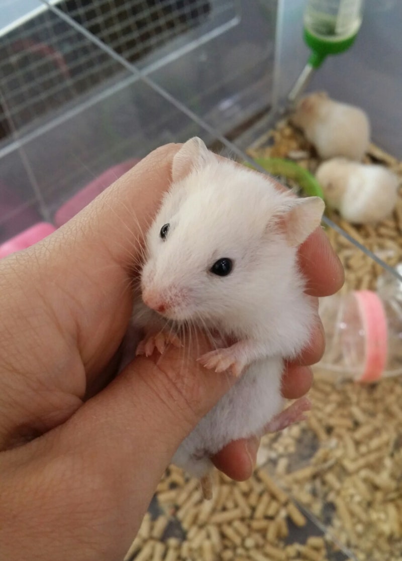 필독/햄스터종류] 직접찍은 사진으로 알아보는 골든햄스터종류!! : 네이버 블로그, image size:800x1117