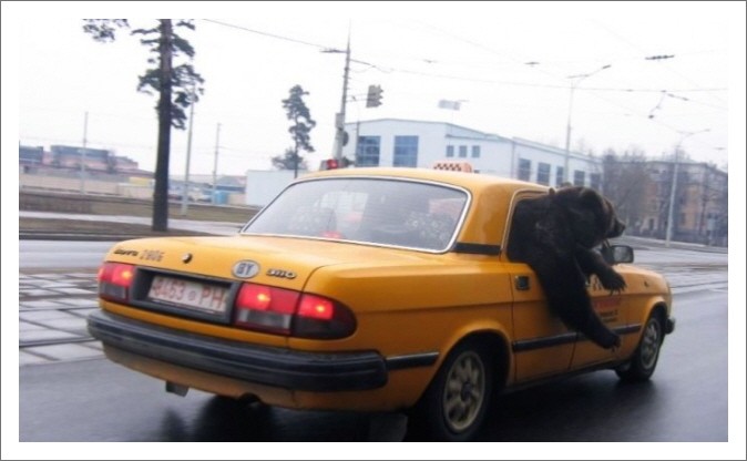 재미있는사진]불곰국이라 불리는 재미있는 러시아사진 : 네이버 블로그
