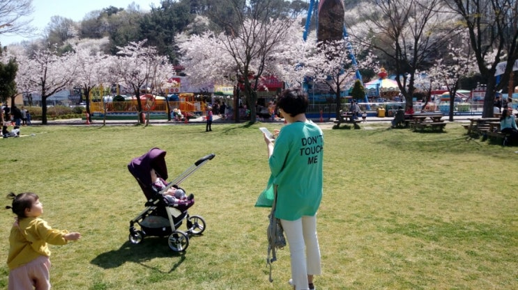  금강 하구둑 벚꽃