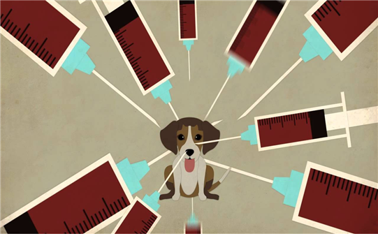 동물실험(Animal Testing)에 대해 알아보자! : 네이버 블로그